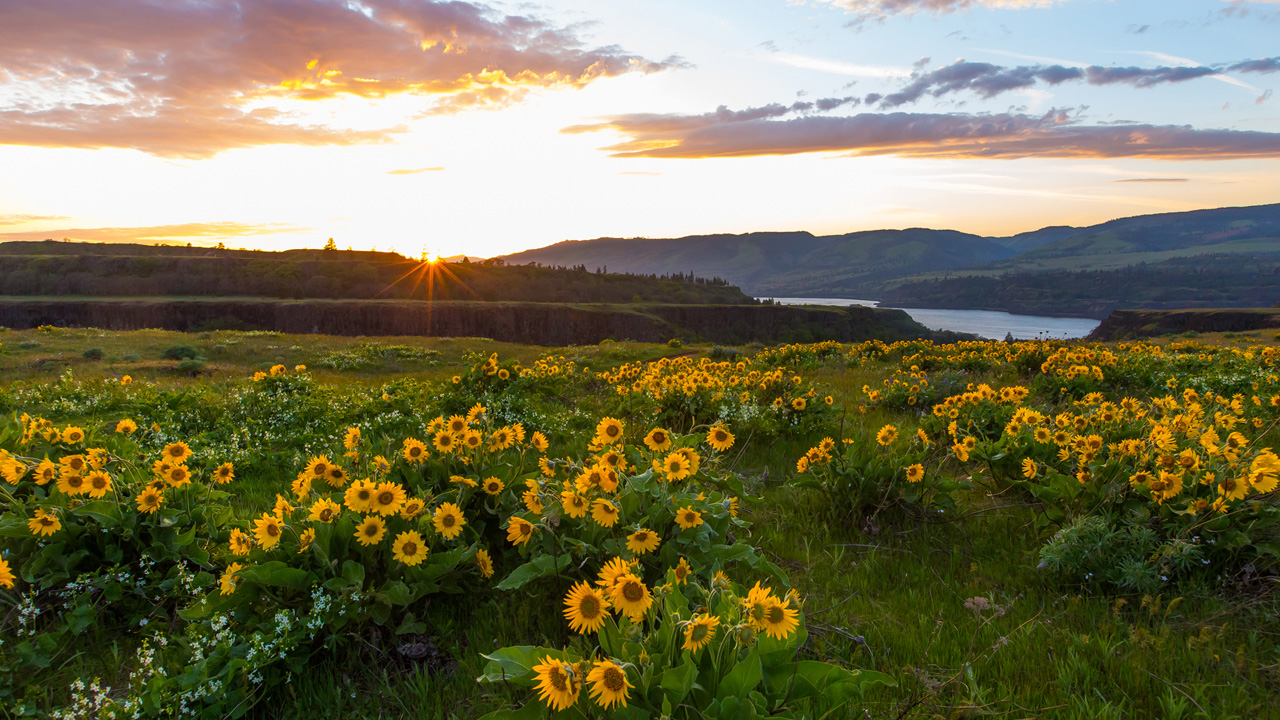 Wildflowers along a flat plain of the Gorge as the sun sets.