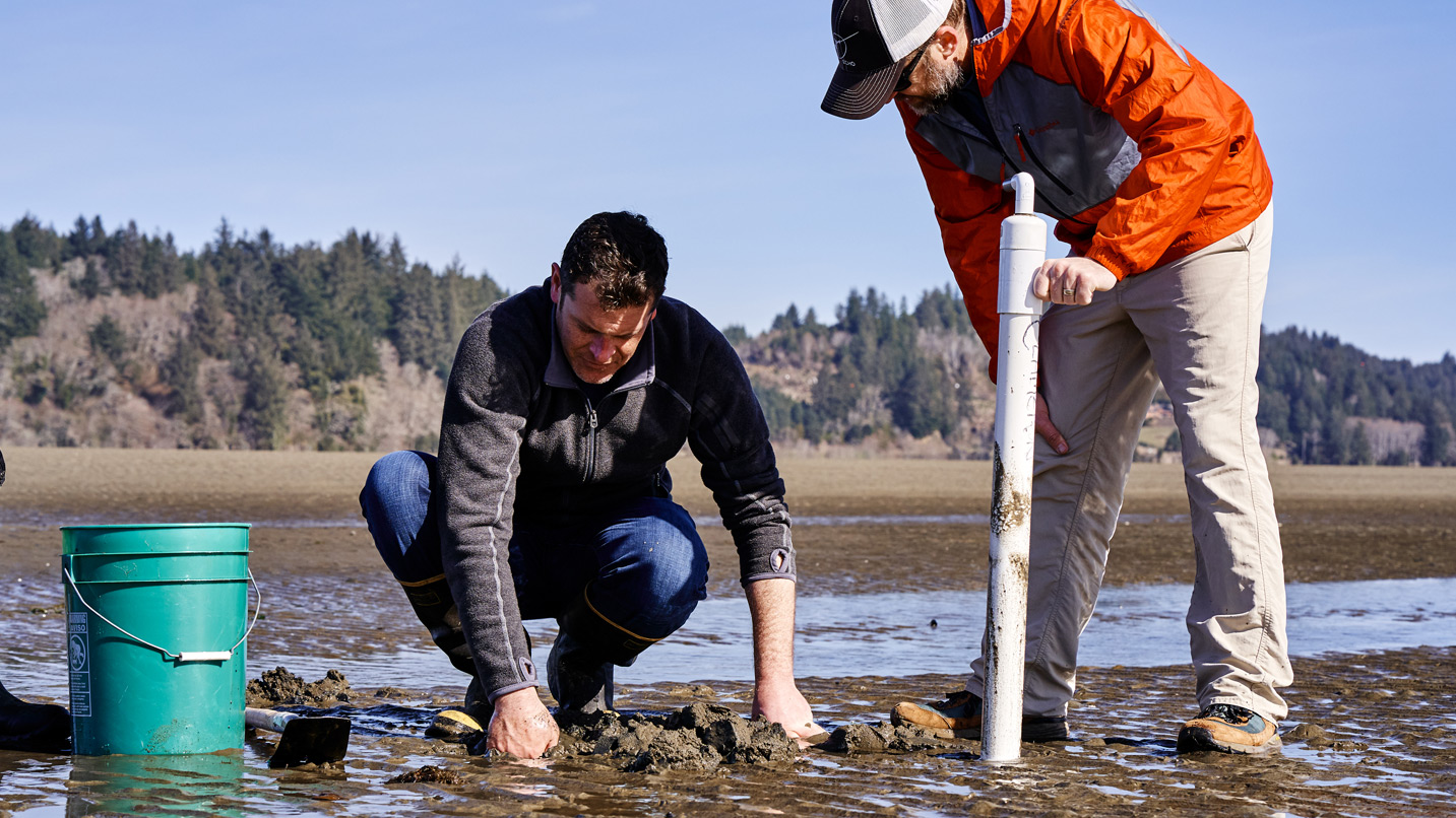 Two men dig in the sand for clams by hand and with a clamming tool.