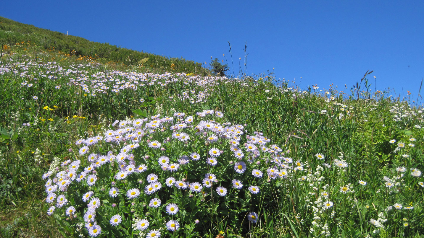 A patch of bright white daisies along a trail.