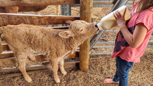 A young girl bottle feeding a calf.