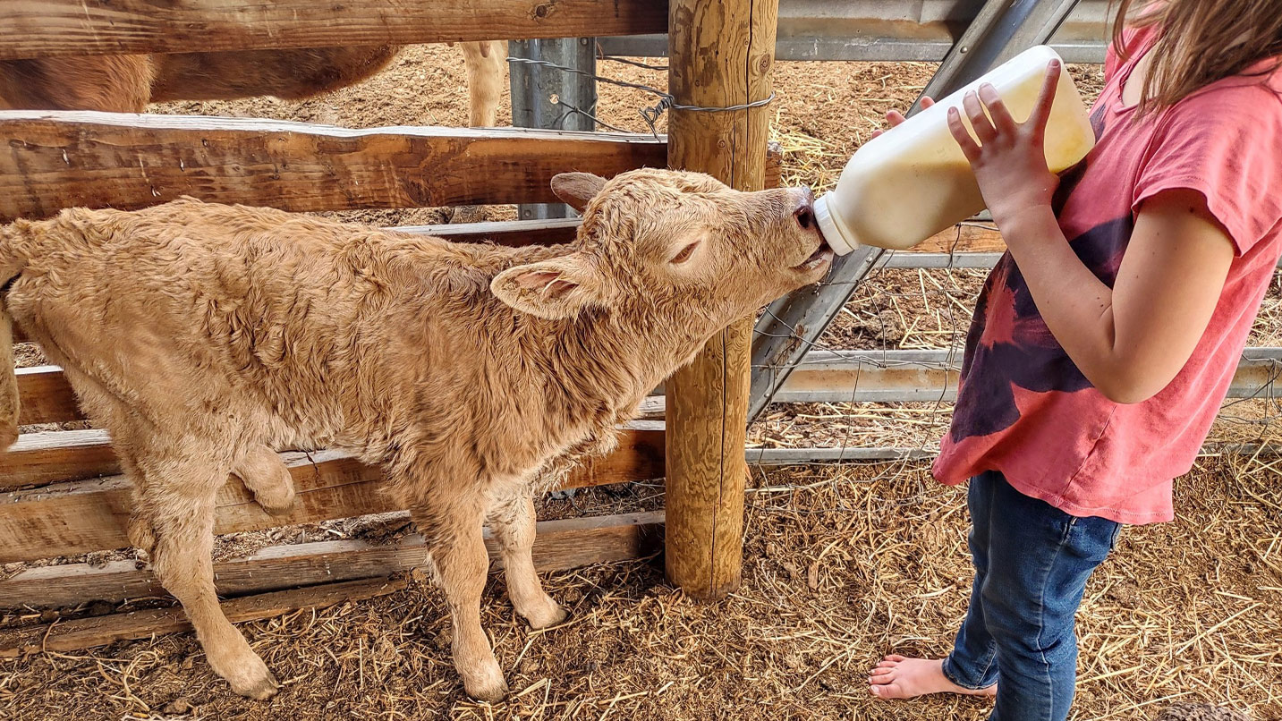 A young girl bottle feeding a calf.