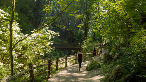 People on a forested trail at on the Lower Macleay Trail in Forest Park on a sunny day.