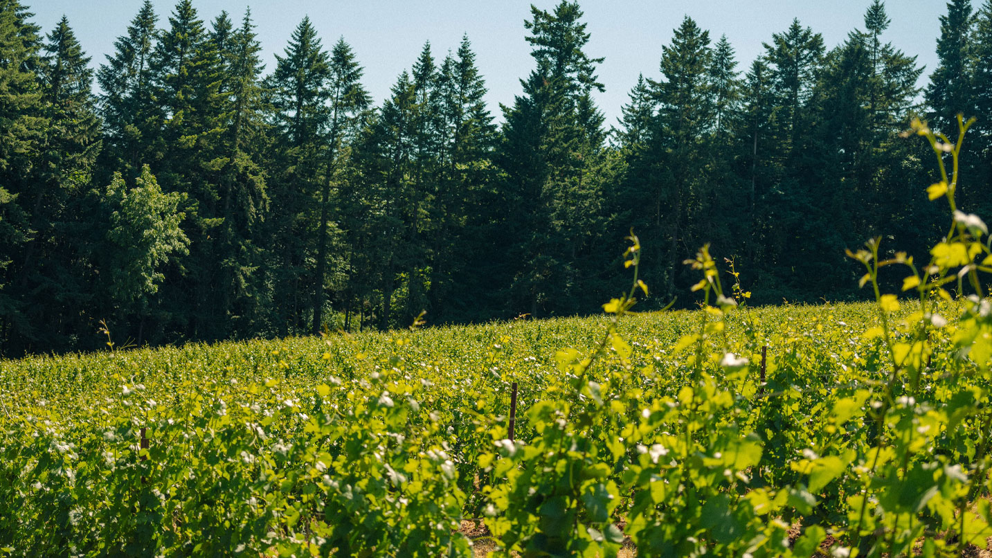 Vines grow in rows, stretching across the vineyard under a clear sky. Tall evergreen trees border the lush field, creating a dense forest backdrop.