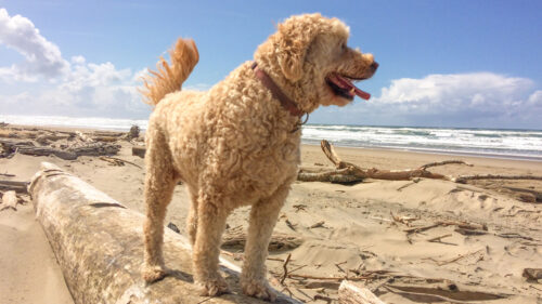 Tan curly-haired dog stands on sandy beach