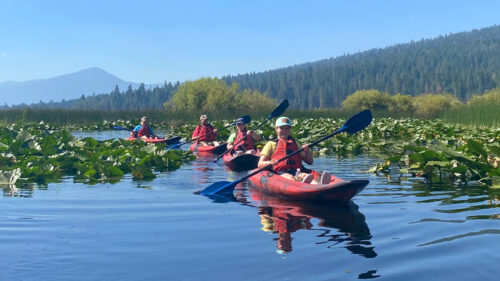 4 people in kayaks paddle through waterway with plants