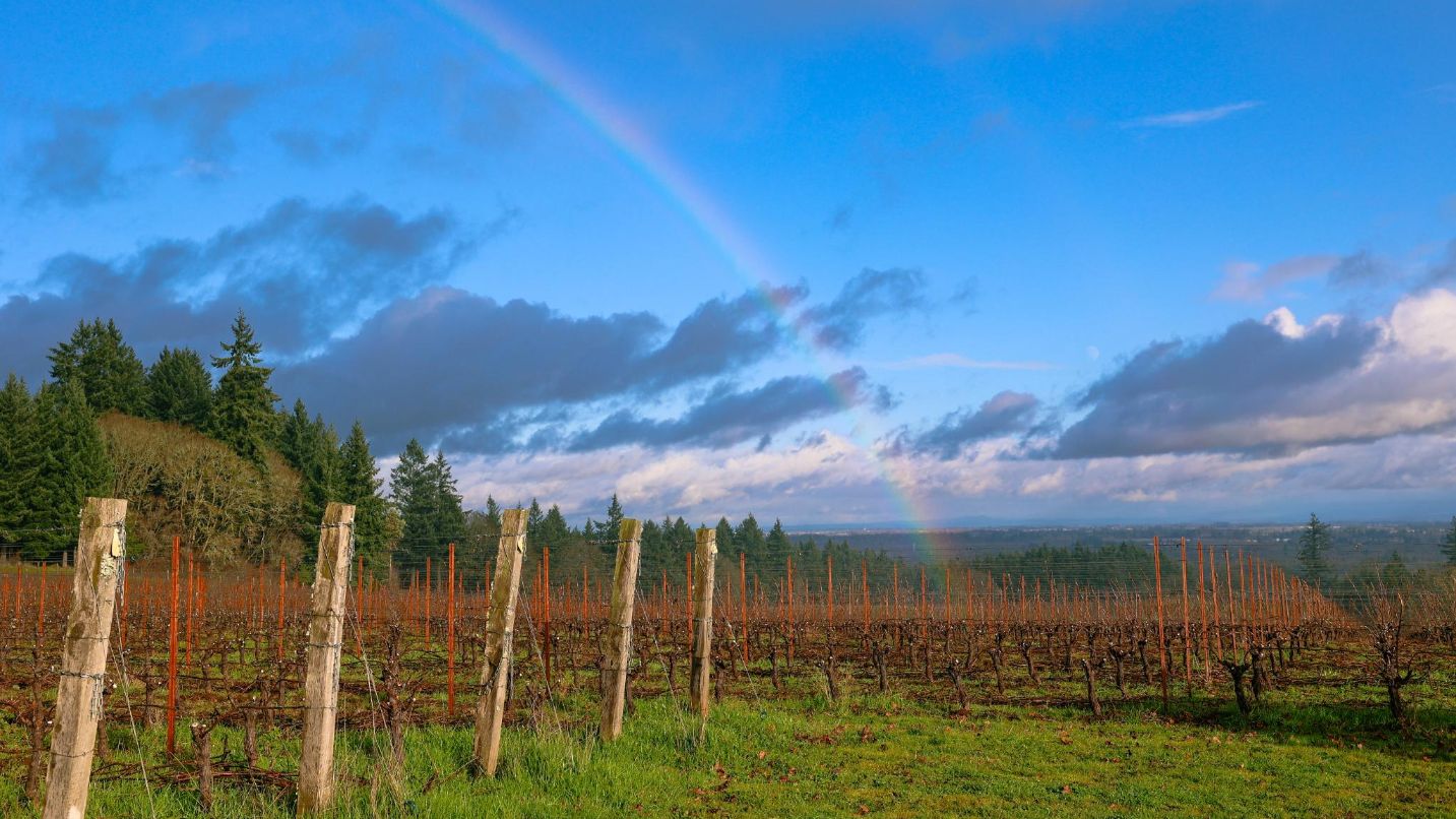 vineyard view with a rainbow arching overhead