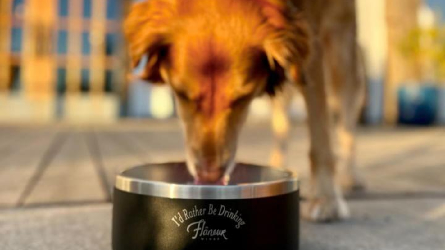A golden-colored dog drinks from a black water dish on the ground.