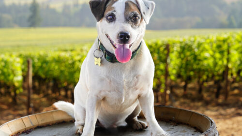 White dog with spots on eyes sits on barrel in front of a vineyard