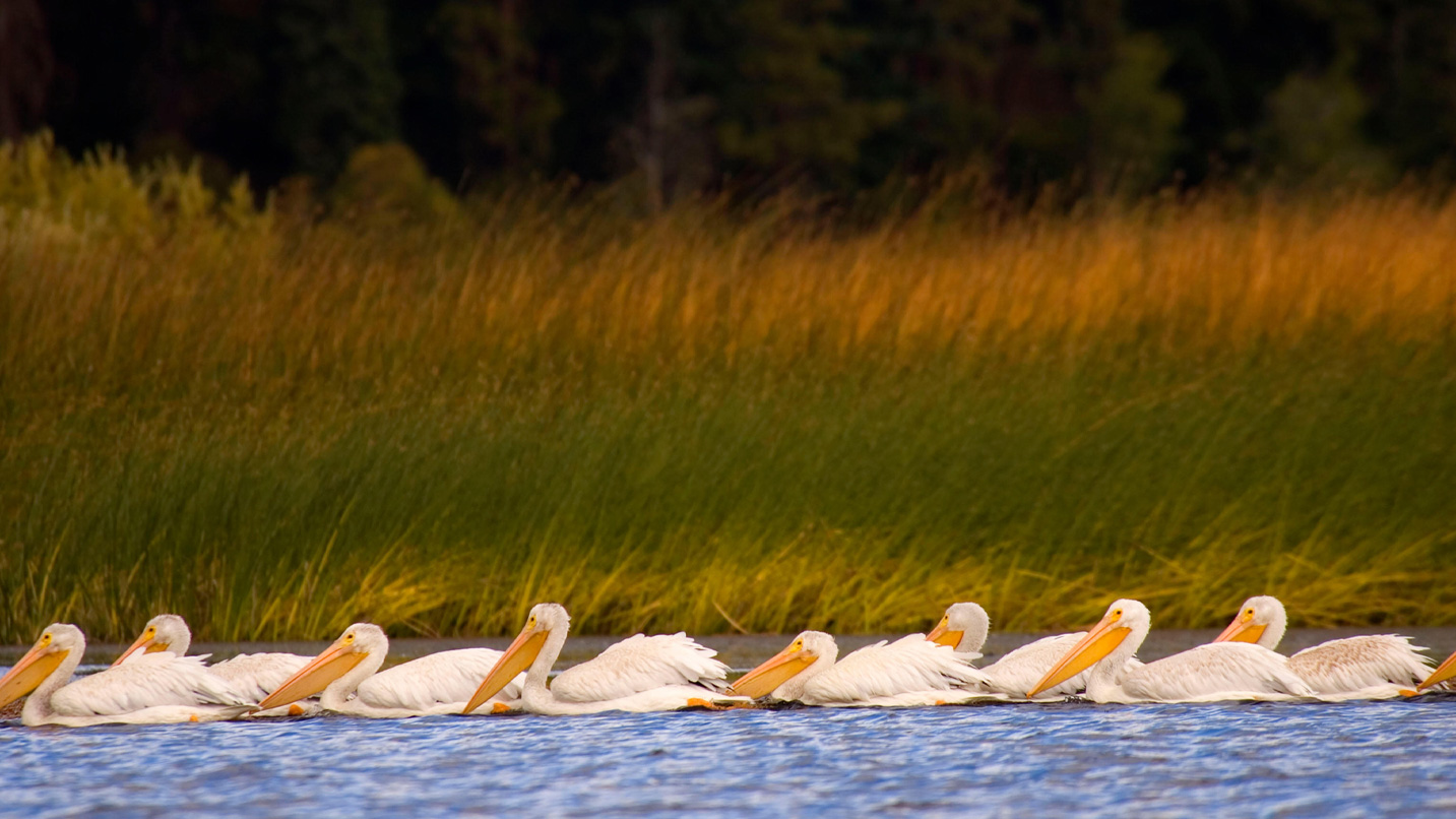 A flock of pelicans rest in the water with a large swath of grasses behind them.