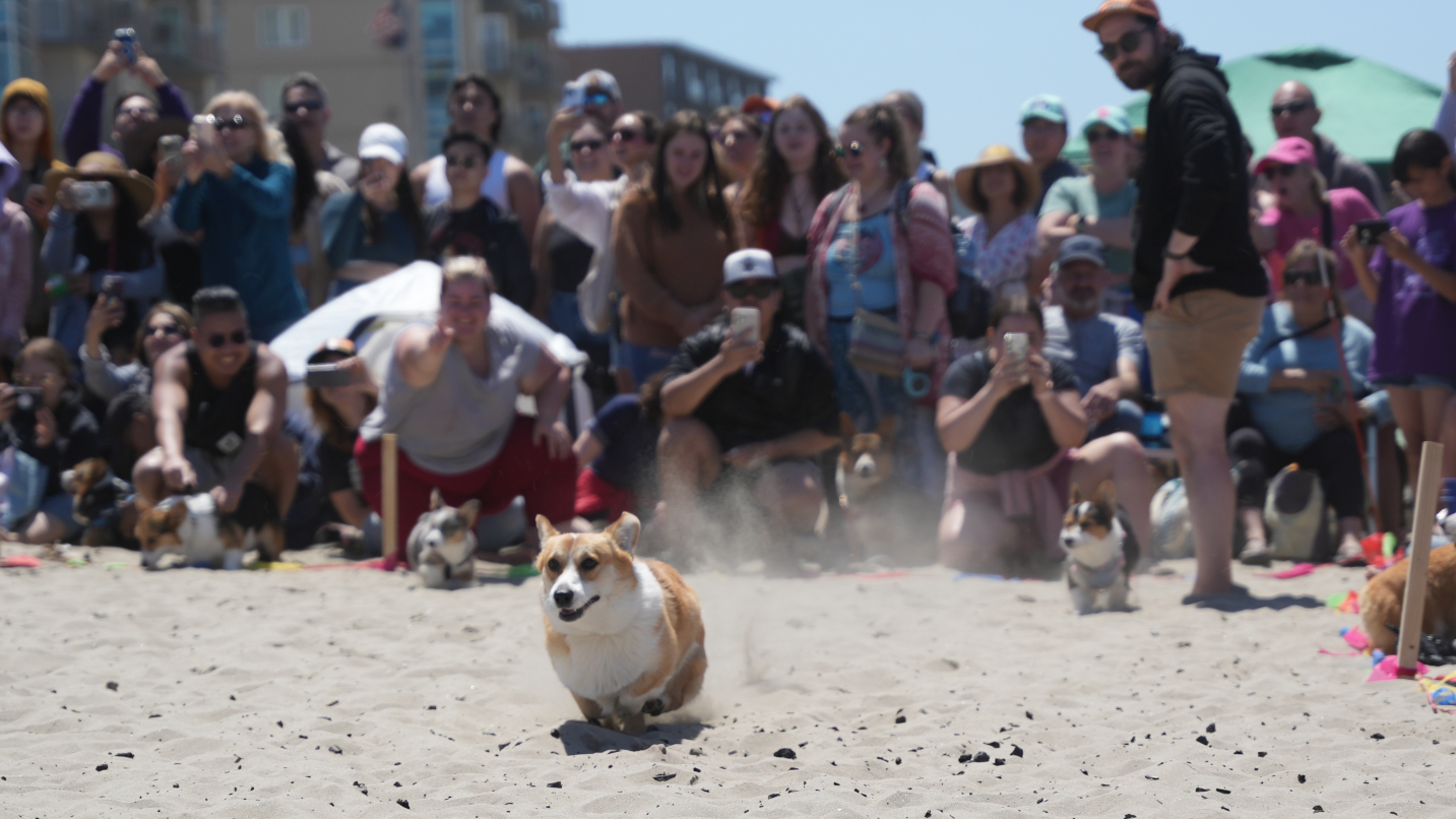 Beachgoers watch a corgi run on the sand