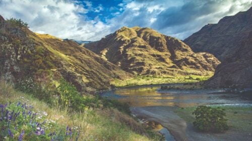 River canyon with blue sky, clouds and wildflowers in foreground