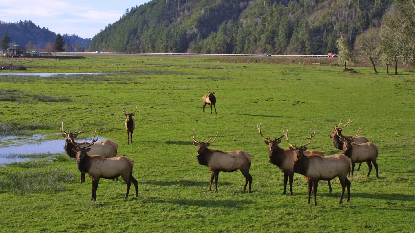 A herd of elk in a grassy field.