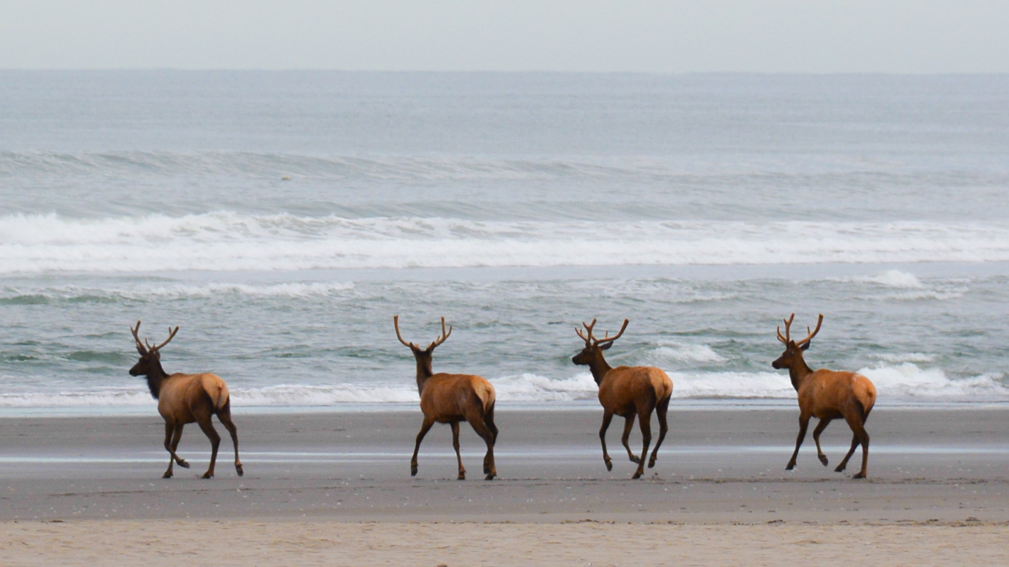 Four elk run along the beach.