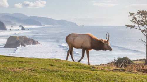 An elk on a high bluff overlooking the ocean.