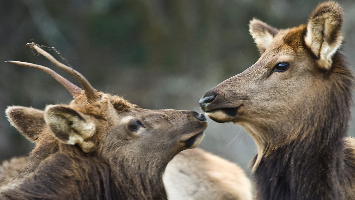Close-in of two elks' noses touching.
