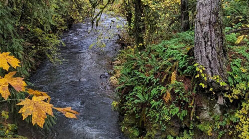 Fall leaves drape the sides of a creek.