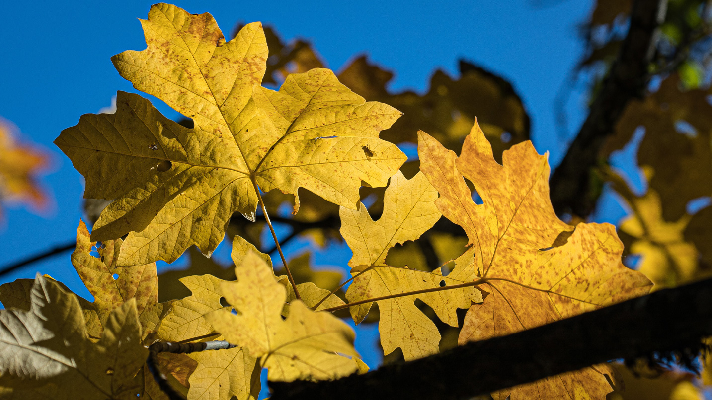 Sunshine falls on the large yellow leaves of a branch.