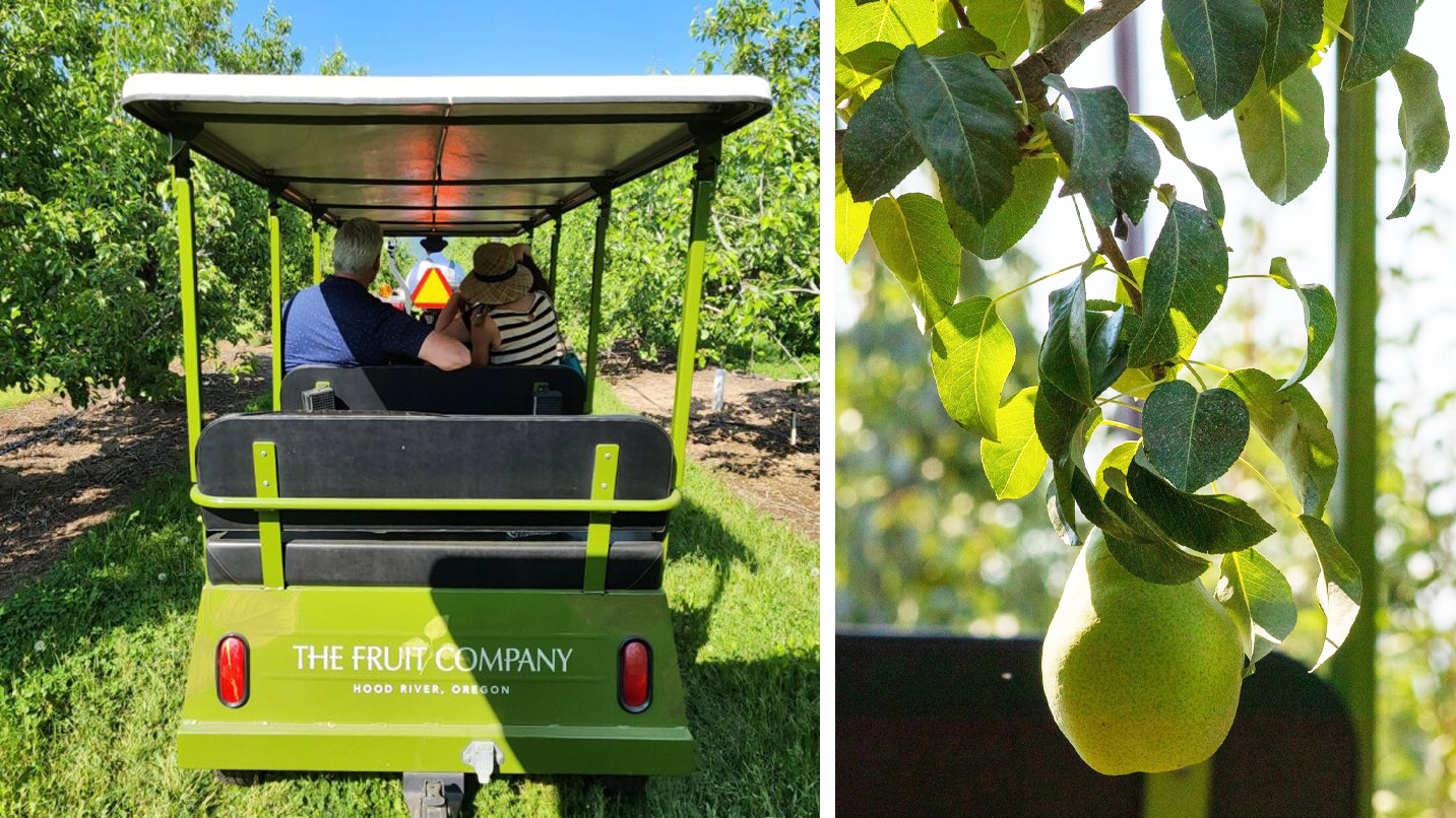A golf cart with people goes through rows of pear trees.