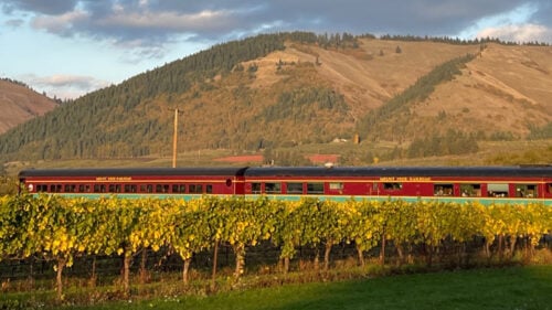 A passenger train travels between hills and rows of fall vineyards.