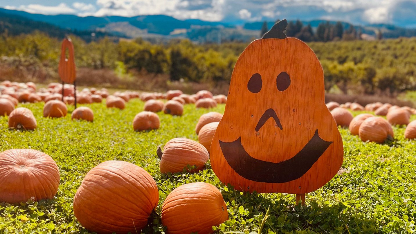 A field of pumpkins.