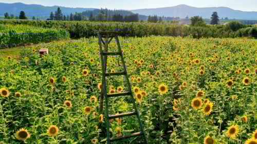 A ladder fully extended sits in a large field of sunflowers under a cloudless sky.