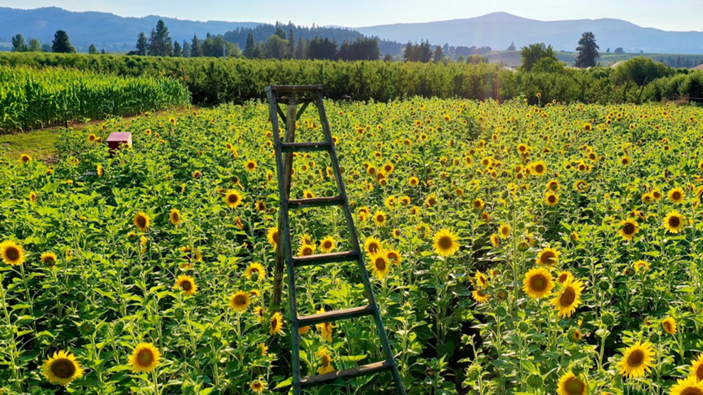 A ladder fully extended sits in a large field of sunflowers under a cloudless sky.