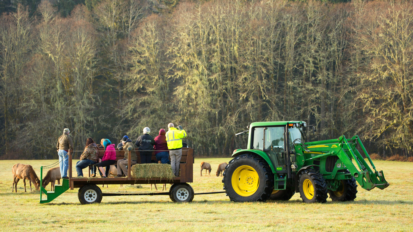 A tractor pulling a trailer with hay and people through a field with elk.