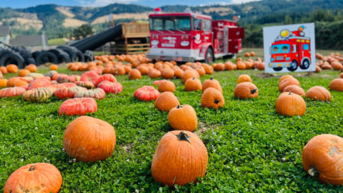 Pumpkins in a patch. In the background, a playgound firetruck and large slide are visible.