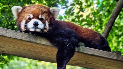 Red panda lays on wooden beam