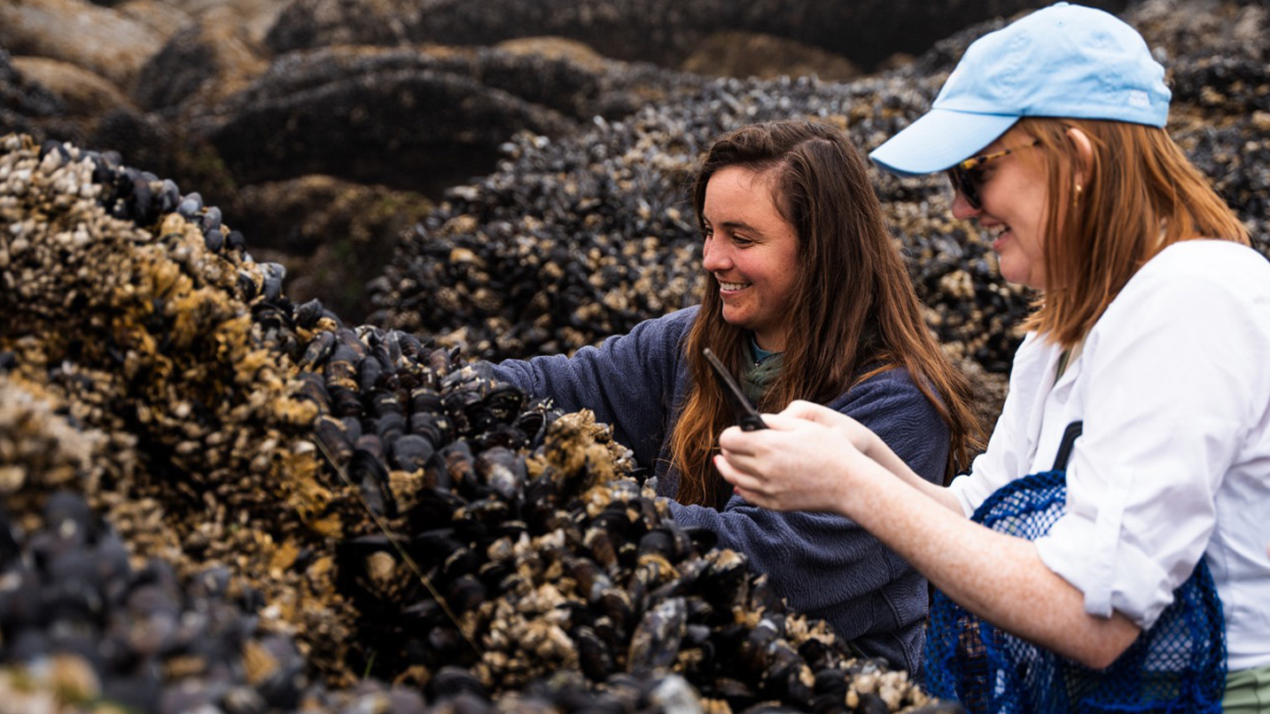 Two women smiling they forage for and take pictures of a cluster of mussels growing on a rock.