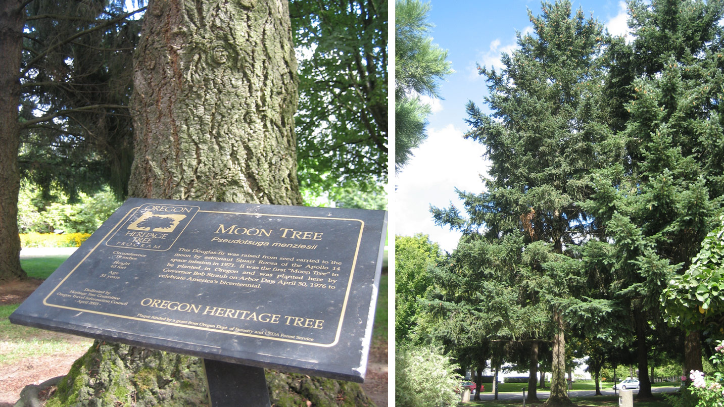 A plaque in front of a tree describes its significance.