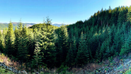 A forest ridge of large trees.