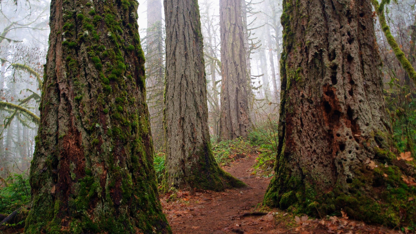 A path leads between big trees on a foggy damp day.
