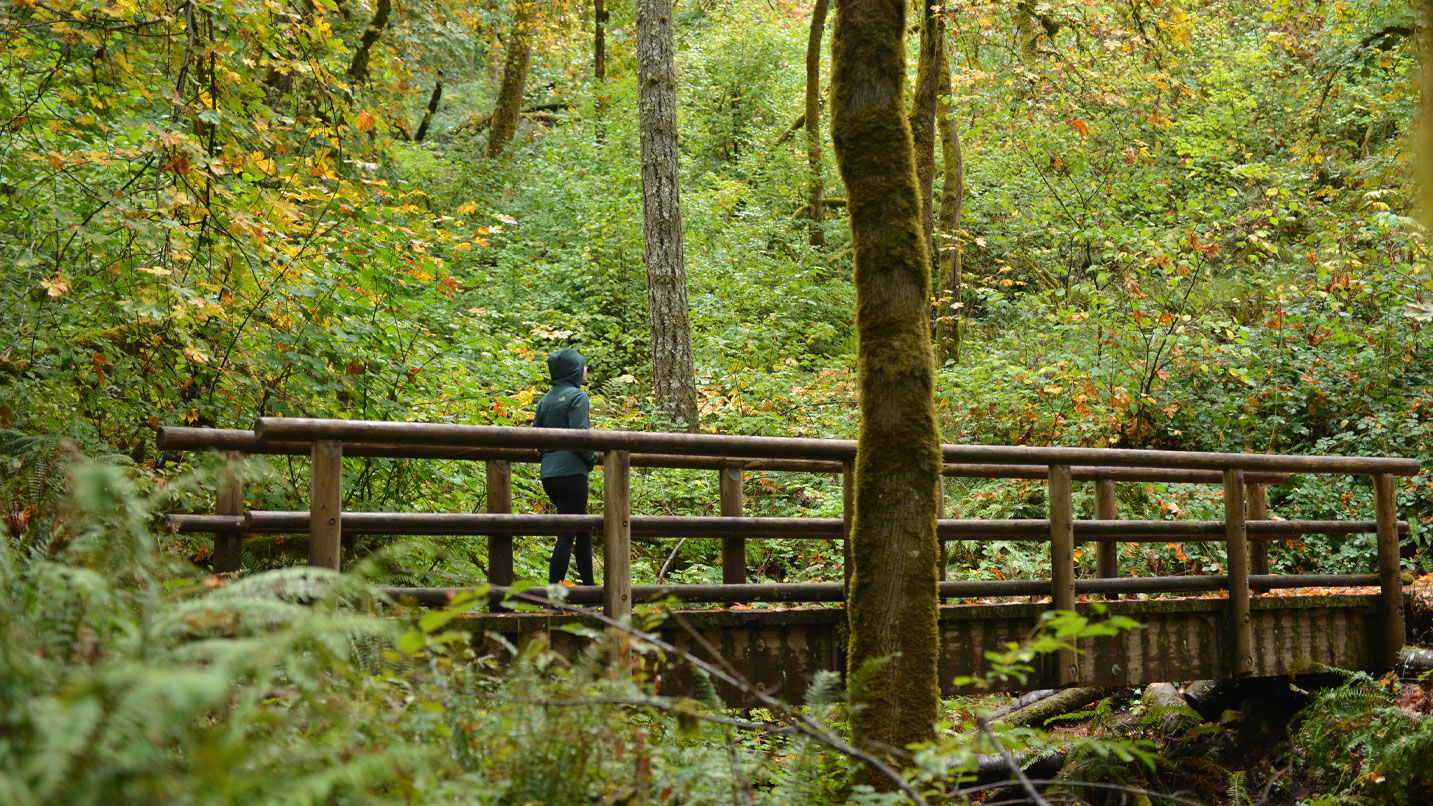 A person walks across a bridge that's surrounded by trees on a rainy day.