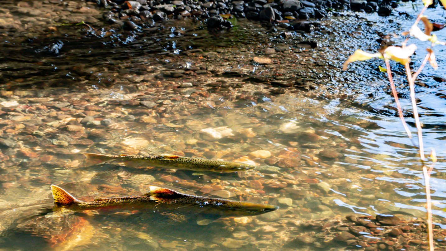 A close up of a pair of salmon on a shallow bed of a river.