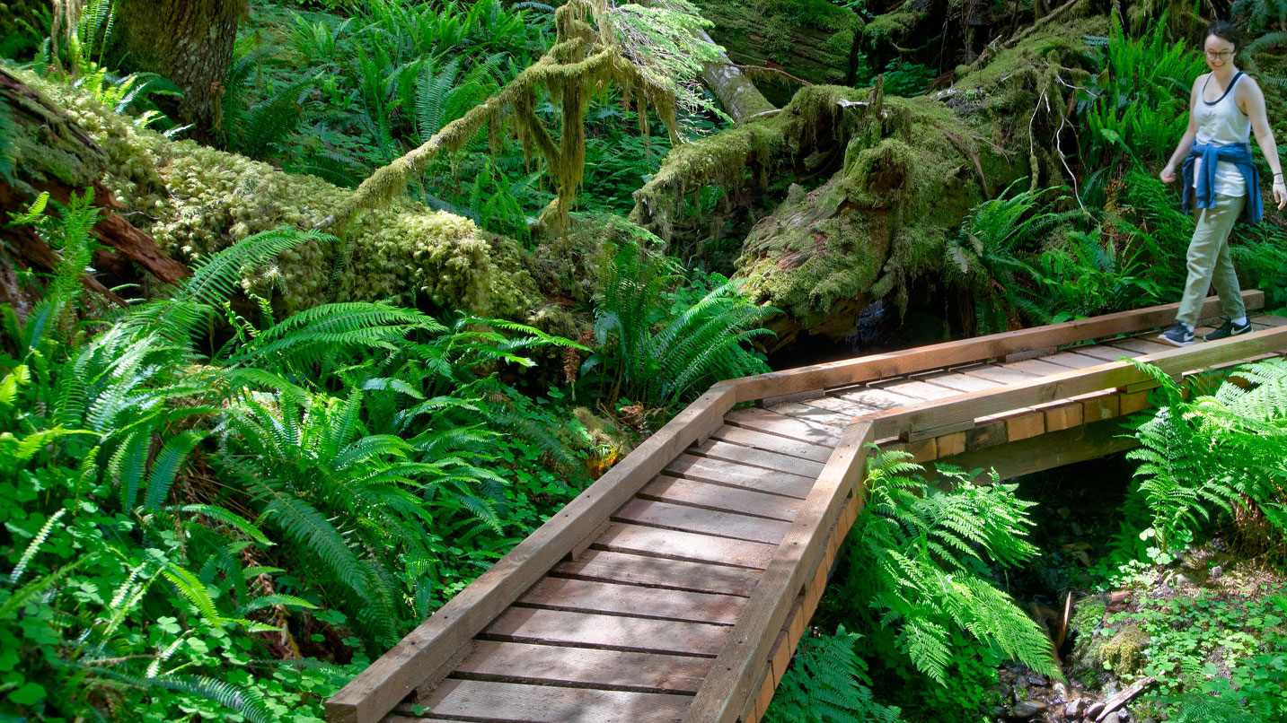 A person walks along a boardwalk trail in a forest.