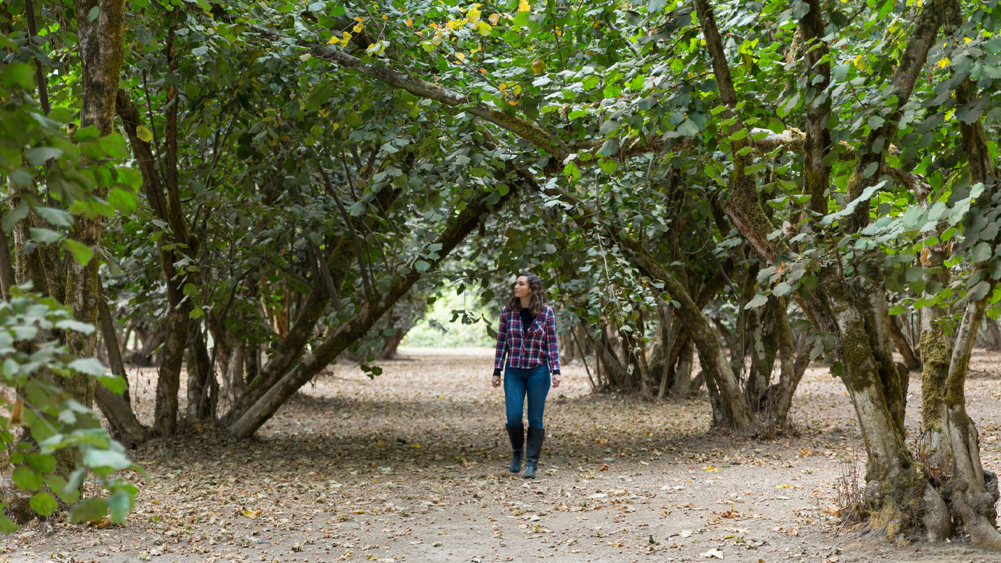 A person walks through a row of hazelnut trees.