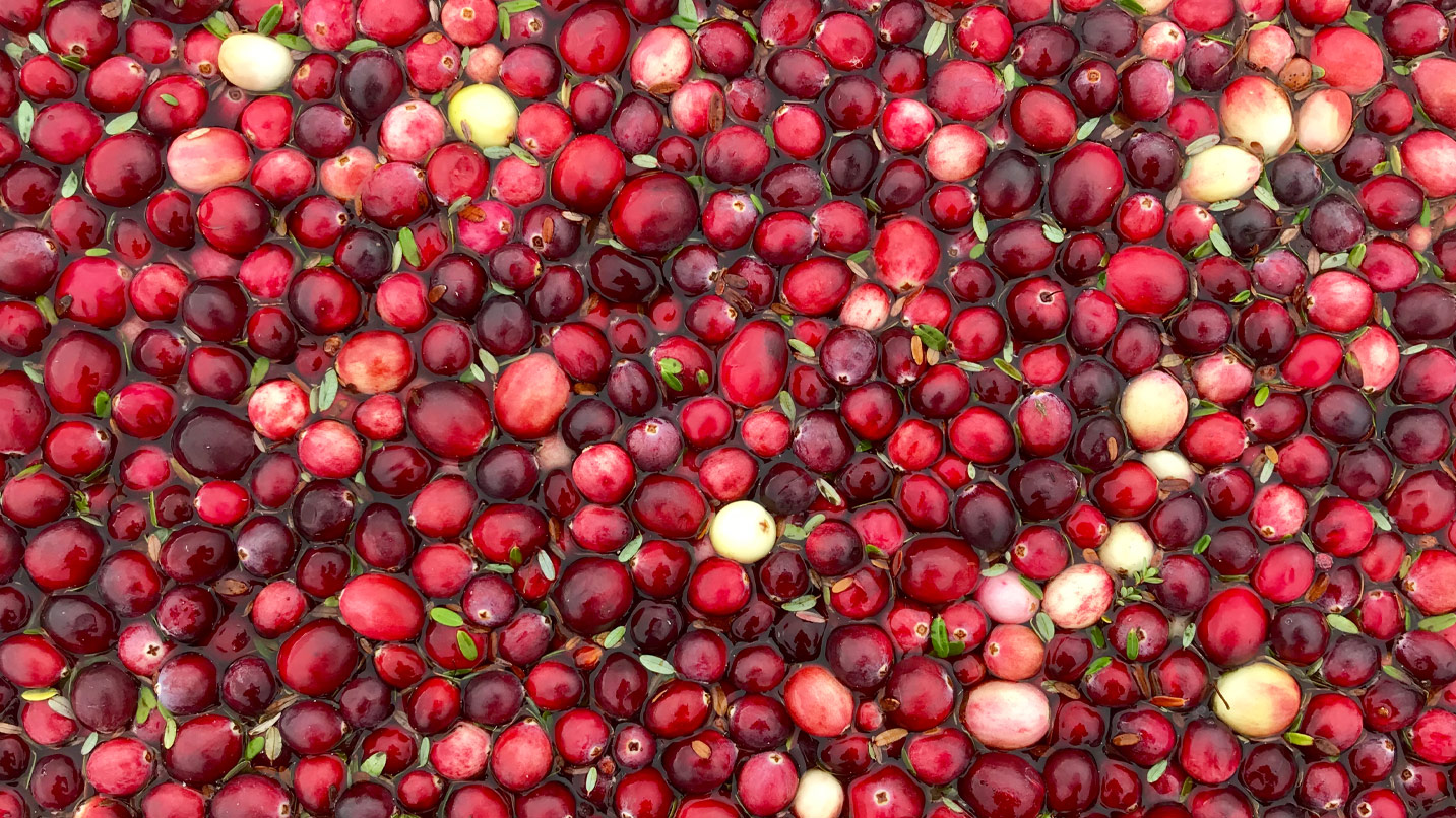 A close up of cranberries floating in a bog.