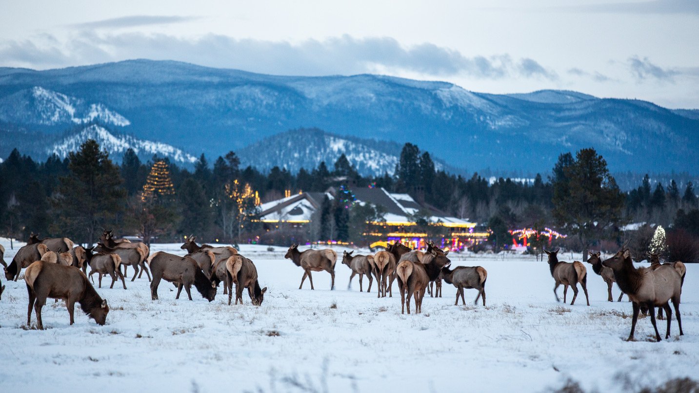 Elk on a snow covered lawn.