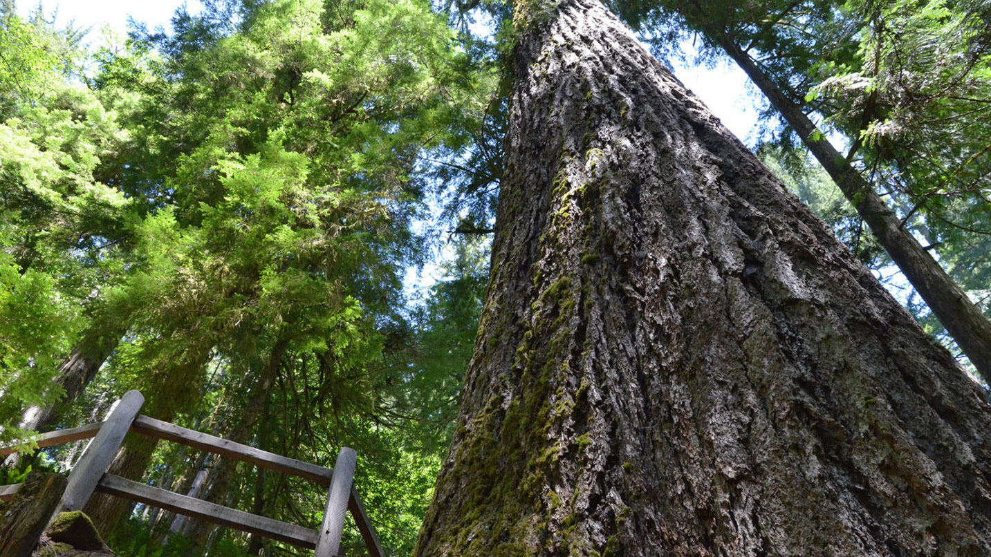 Upward view of a towering tree trunk surrounded by lush green forest canopy.