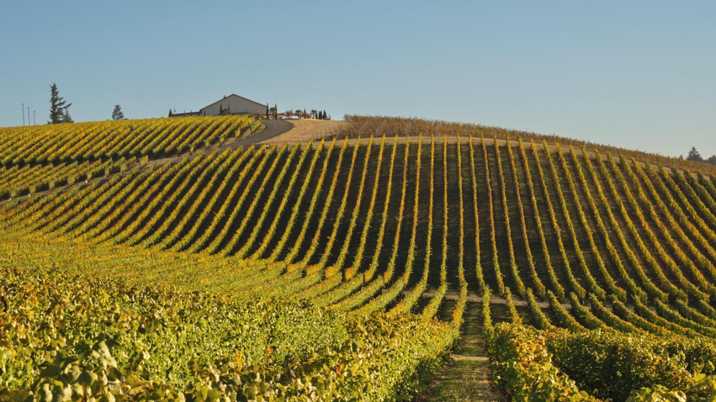 A sprawling vineyard on a sunny day.