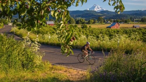 A single bike rider passes along a paved road through farmslands of the Hood area, with a view of Mount Hood in the background.