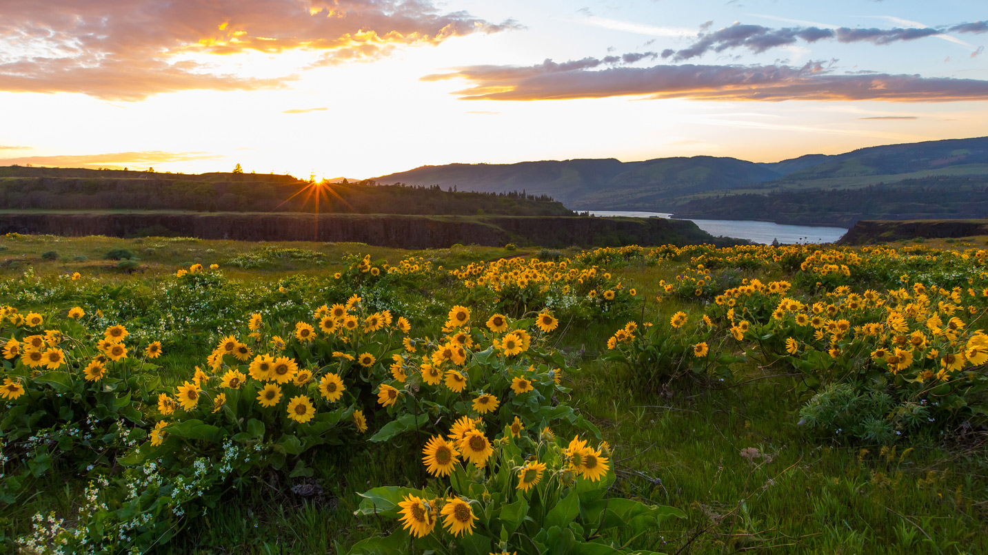A large prairie filled with wildflowers with a view of the Columbia River Gorge during sunset.