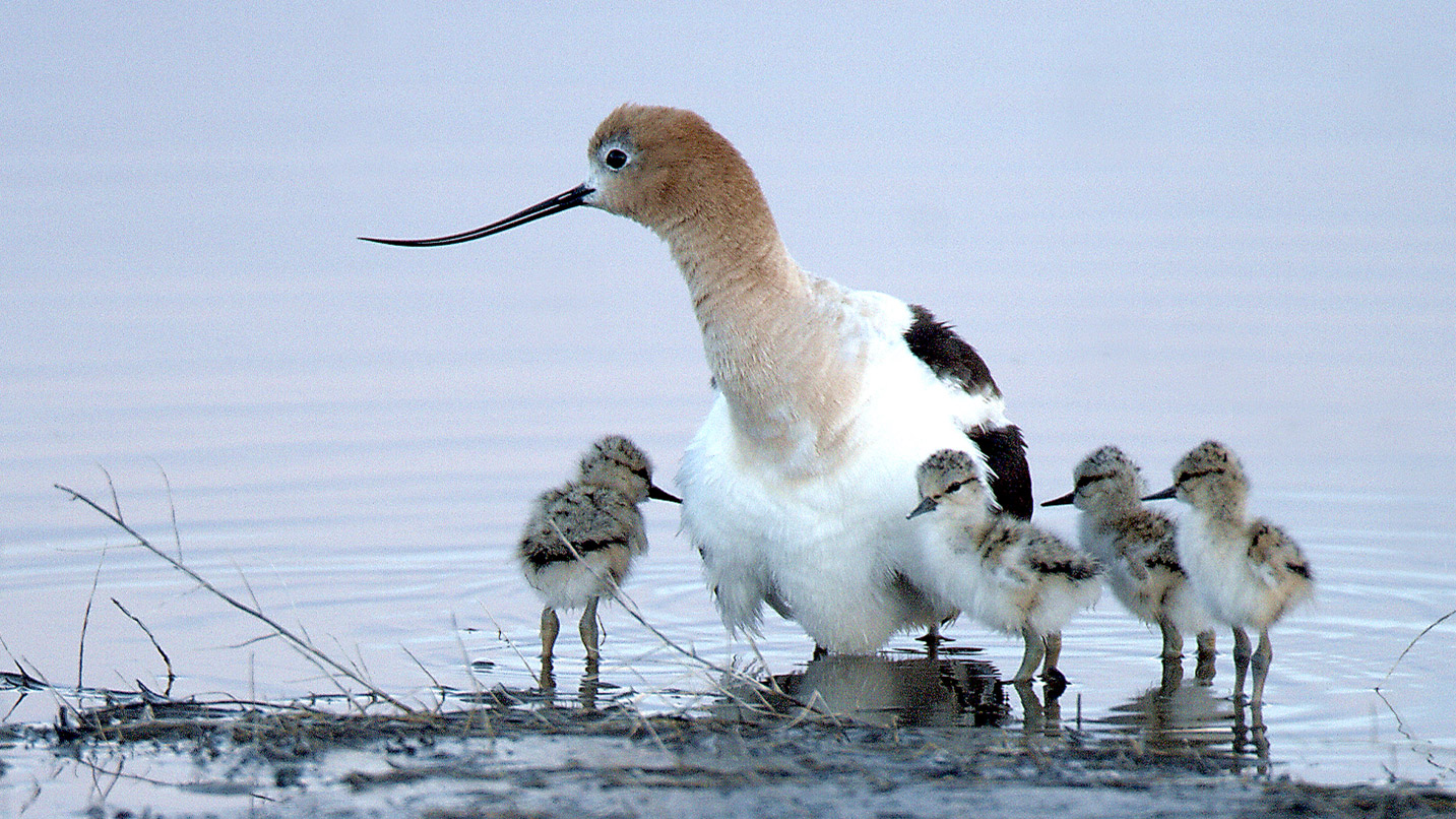 American Avocet chicks and adult