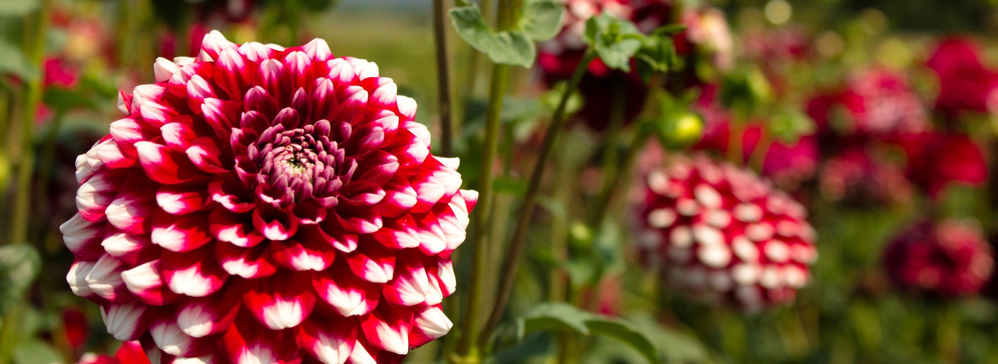 Colorful dahlia flowers.