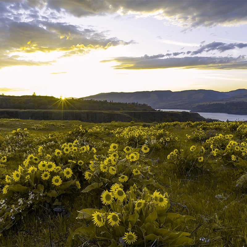 How a hillside of wildflowers appears to someone with color blindness.
