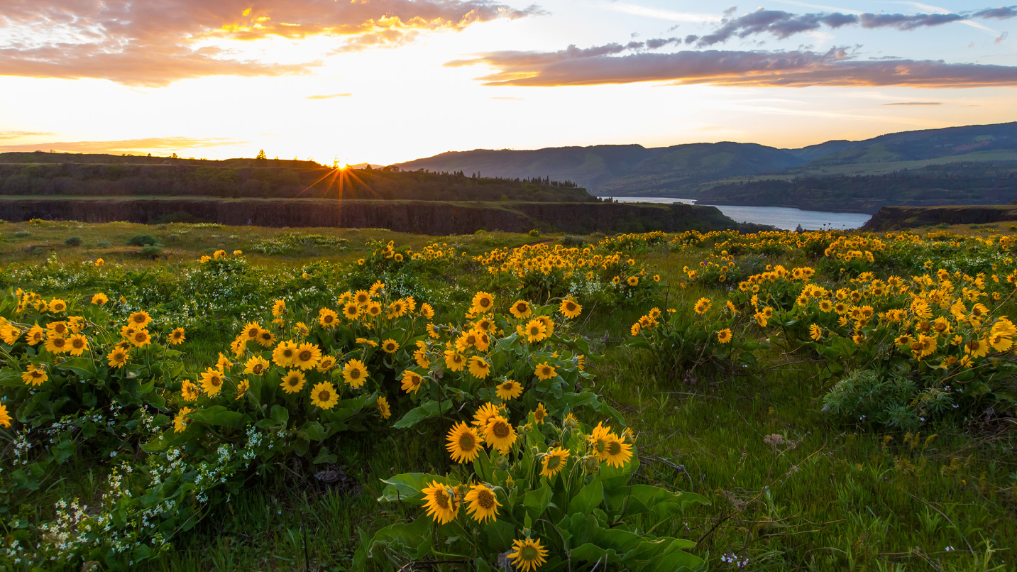 A full-color image of a hillside covered in wildflowers.
