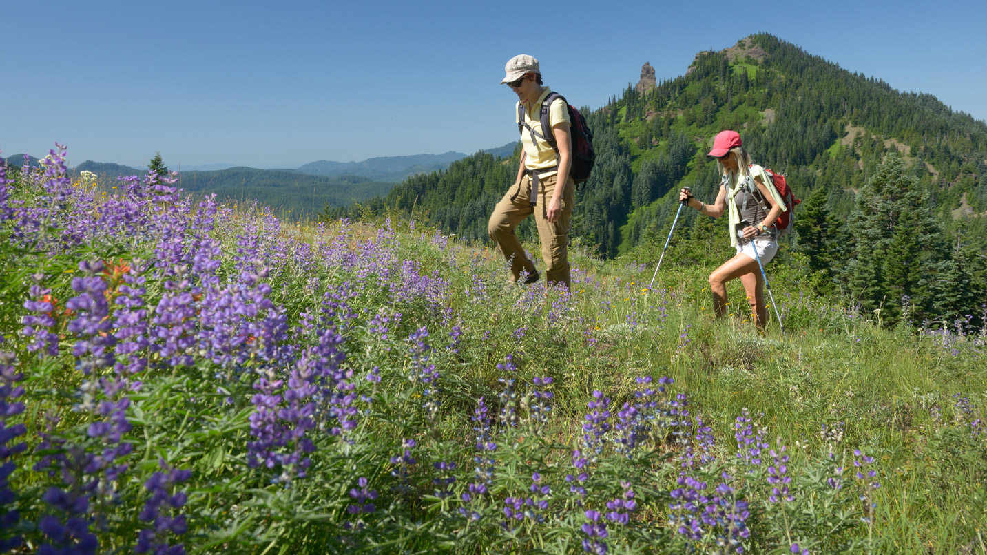 Two people walk up hillside covered in wildflowers.