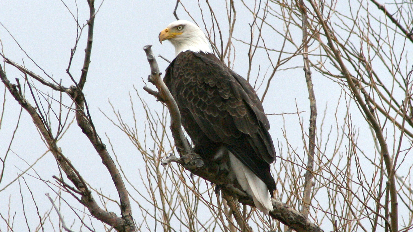 A closeup of an eagle perched on a branch.