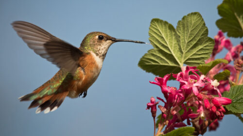 A closeup shot of a hummingbird near flowers.